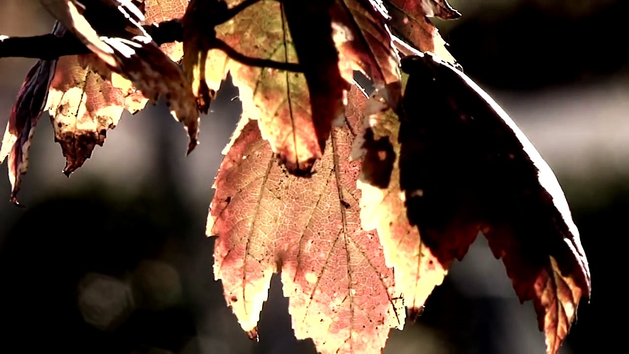 Shkoi të ndihmonte një nënë që po lindte, por i ndodhi diçka që i ndryshoi jetën