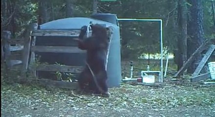 Bear Messes With Water Tank, Gets Hit In The Nuts By Broken Hose