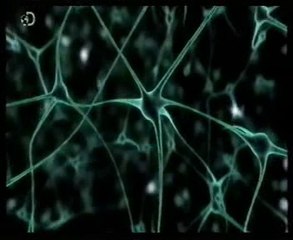 Neurotecnologia: Cucarachas teledirigidas