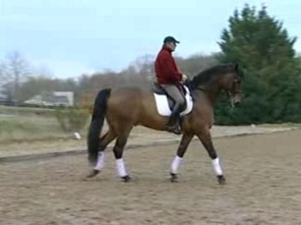 PLR - Patrick LE ROLLAND - Leçon Dressage Cheval 1/6