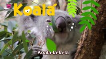 Koala Lalala _ Koala _ Animal Songs _ Pinkfong Songs for Children-ALhA9WGqG0k