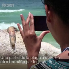 Une baleine s'échoue sur une plage de Rio