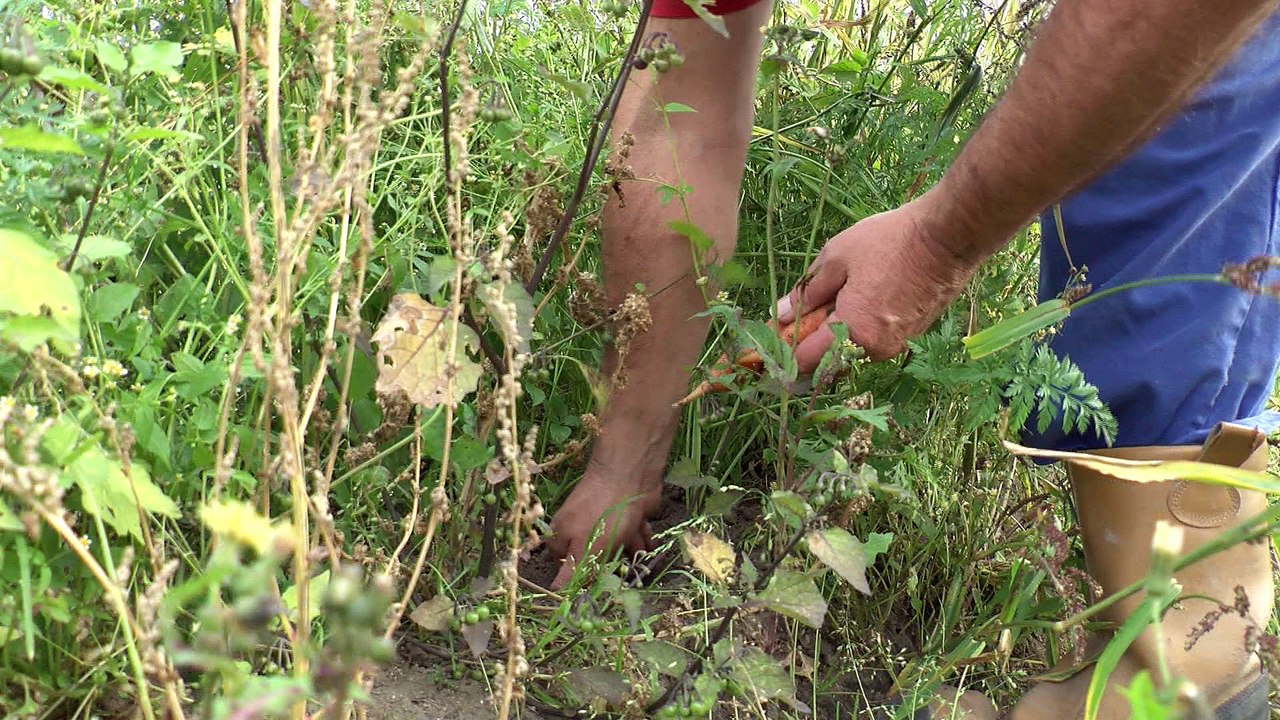 Actus : Les légumes anciens de notre terroir, épisode 2/3 - 17 Novembre 2017