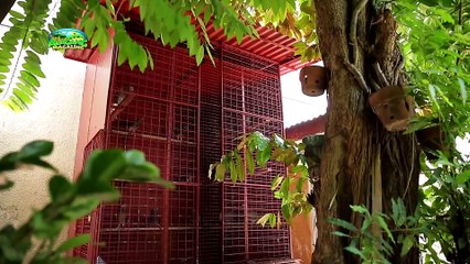 Alagang Magaling S8 EP9 - FACE THE FANCIER - RANDY TAN