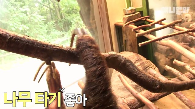 스케일링 받는 사자 / 나무늘보 네일아트 [동물원 건강검진]