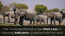 Trump lifts ban on elephant trophies