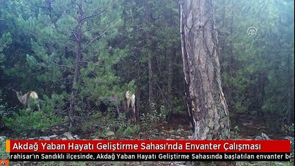 Akdağ Yaban Hayatı Geliştirme Sahası'nda Envanter Çalışması