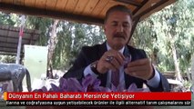 Dünyanın En Pahalı Baharatı Mersin'de Yetişiyor