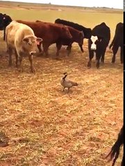 FUNNY VIDEO group of cow reaction towards the one bird hahaha .mp4