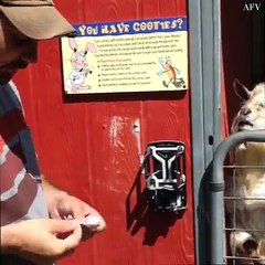 FUNNY VIDEO group of goat play in ground hahaha .mp4