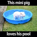 FUNNY VIDEO mini pig paly in pool hahaha .mp4