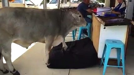 FUNNY VIDEO one  cow comfert feel on the bed  hahaha. mp4