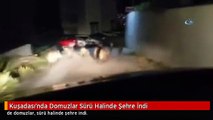 Kuşadası'nda Domuzlar Sürü Halinde Şehre İndi