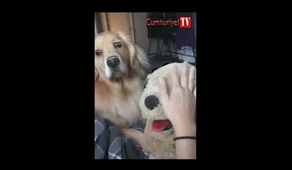 Oyuncak köpeği kıskandı
