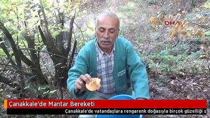 Çanakkale'de Mantar Bereketi