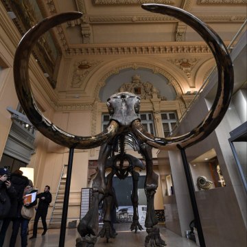 Un squelette de mammouth aux enchères à Lyon