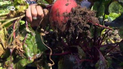 The ancient recipe curing sick soil | DW English