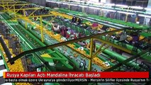 Rusya Kapıları Açtı Mandalina İhracatı Başladı