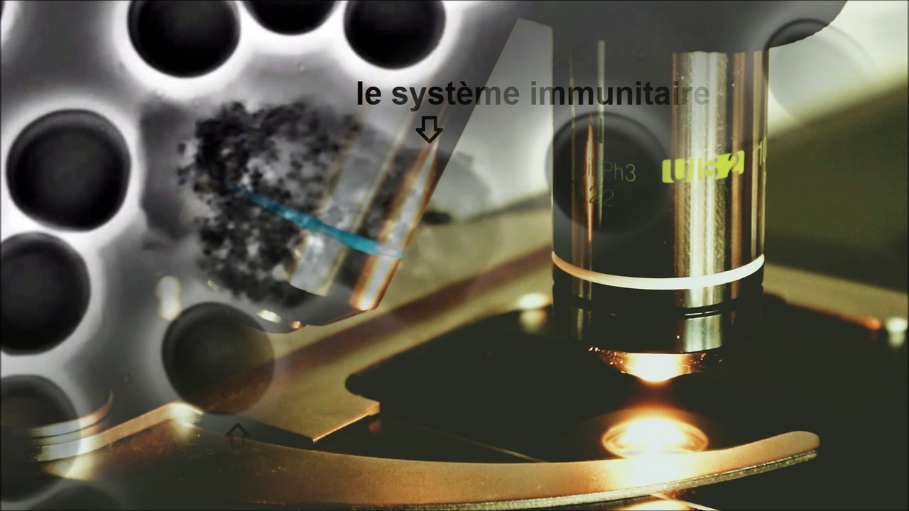 Système immunitaire sain et faible montrés à l'aide d'un microscope