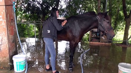 A Girl And A Horse - how To Teach Your Horse Lay Down #HorseTraining Part 02