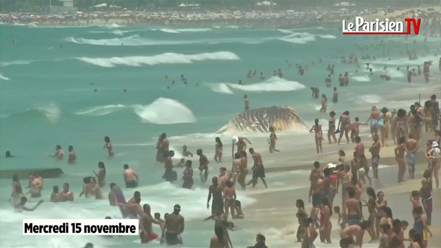 Rio : ils se baignent avec un cadavre de baleine