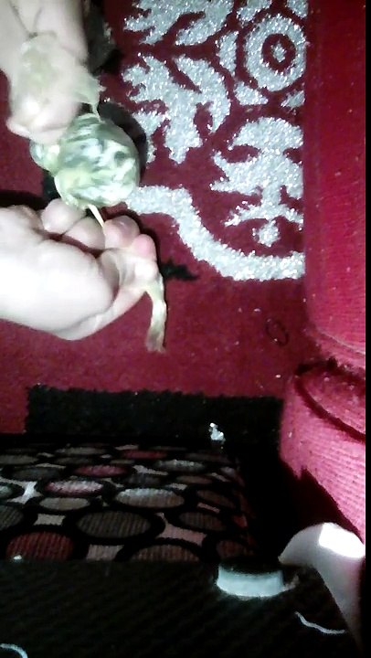 تحدي الا سلايم مره حلو المكونا ت موجوده في المنزل