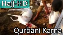 Traditional - Qurbani Karna - Hajj