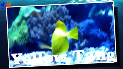 Скачать видео: Finding Dory ALL SEA ANIMALS Real life | Learn Sea Animals with Disney Pixar Finding Dory, Nemo