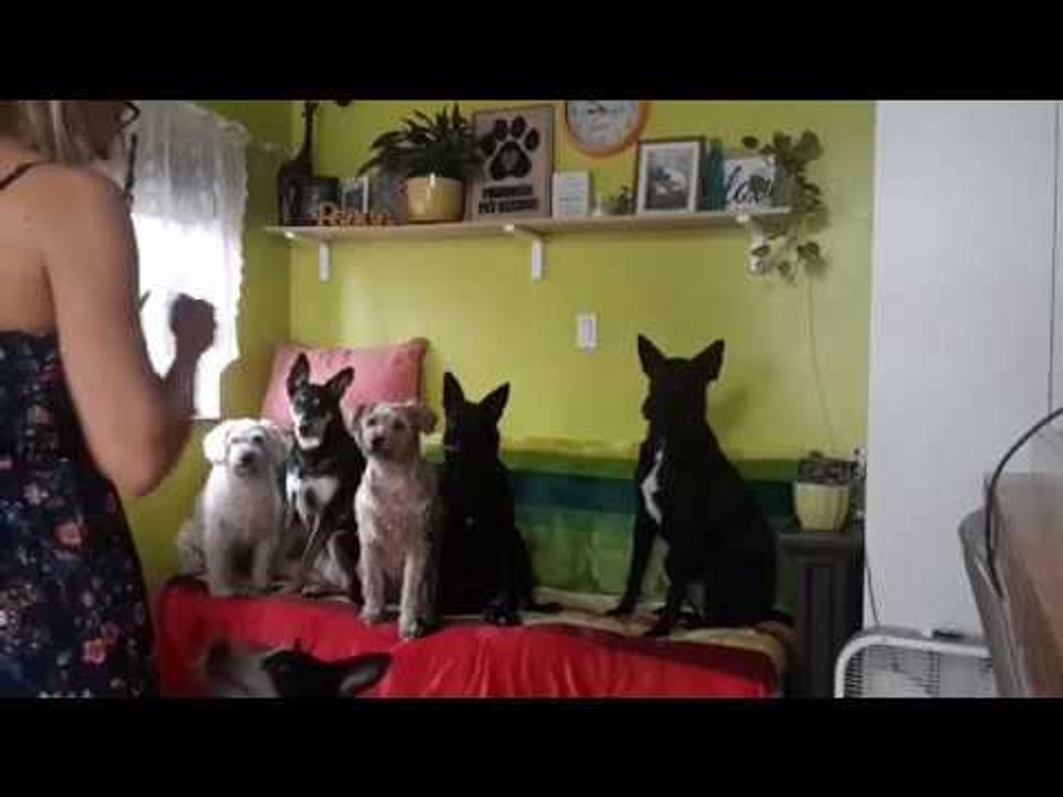 Obedient Pooches Follow Owner's Instructions