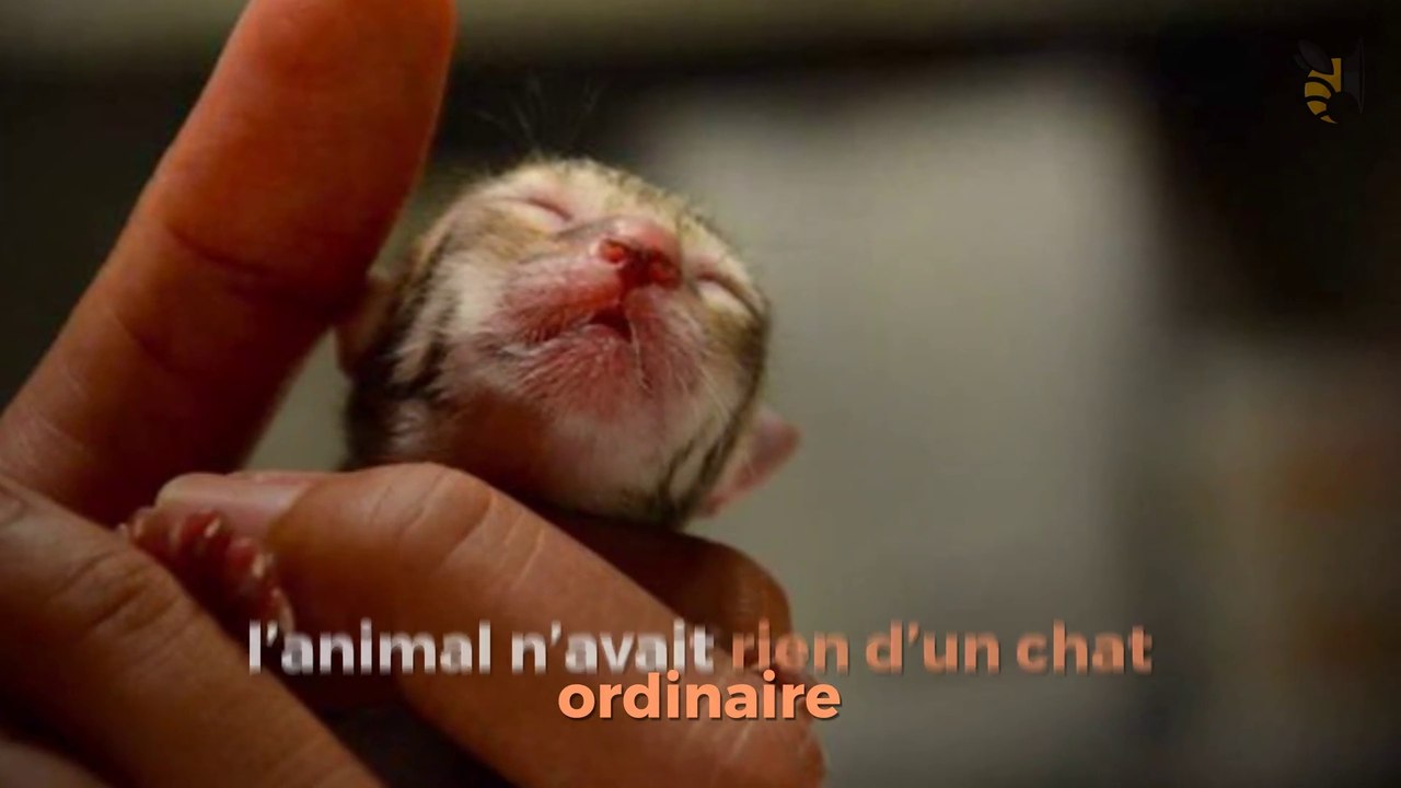 Ils pensent adopter un chaton abandonné, mais une fois adulte quelle surprise ils vont avoir!