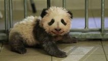 First French-Born Panda Takes His First Steps