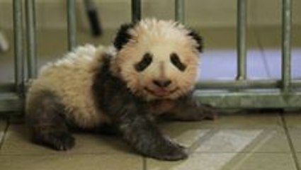 First French-Born Panda Takes His First Steps