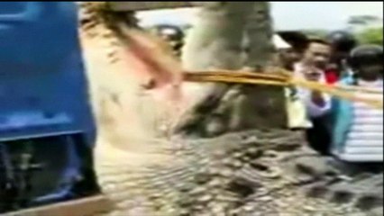 Buaya Muara Terbesar di Dunia Ternyata Telah di Temukan di Indonesia