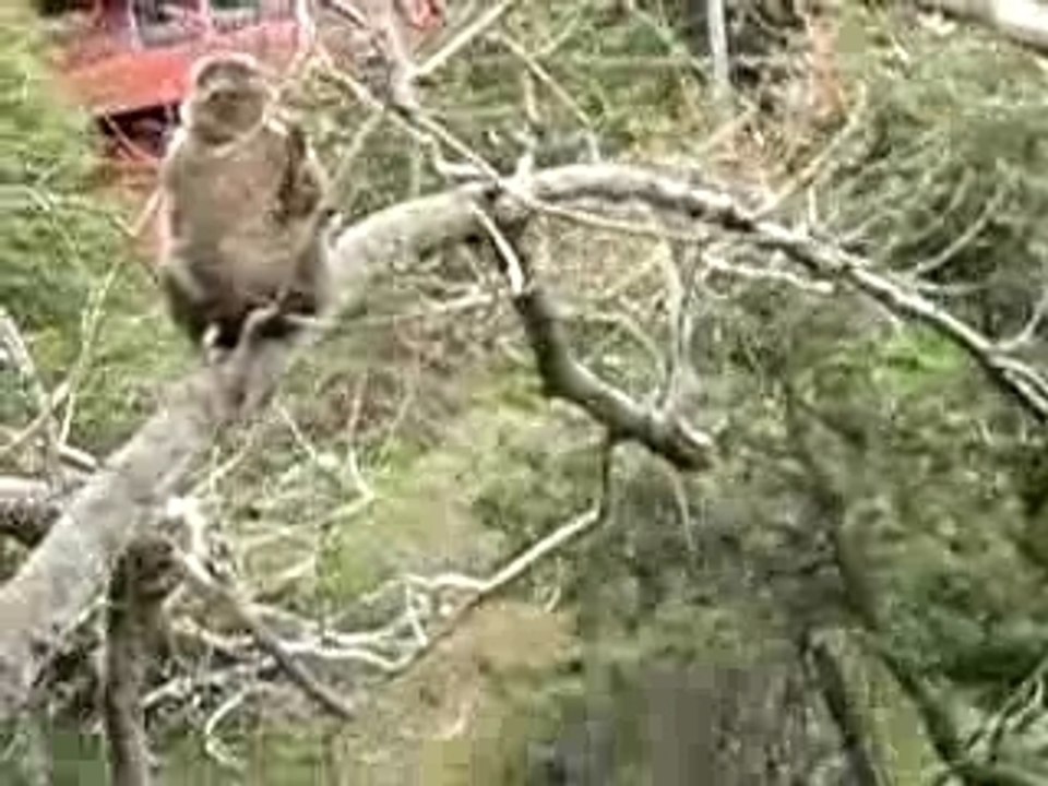 les singes en liberté