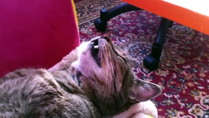 Dreaming Cat
