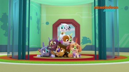 Paw Patrol : la Pat'Patrouille | La fleur puante | NICKELODEON JUNIOR