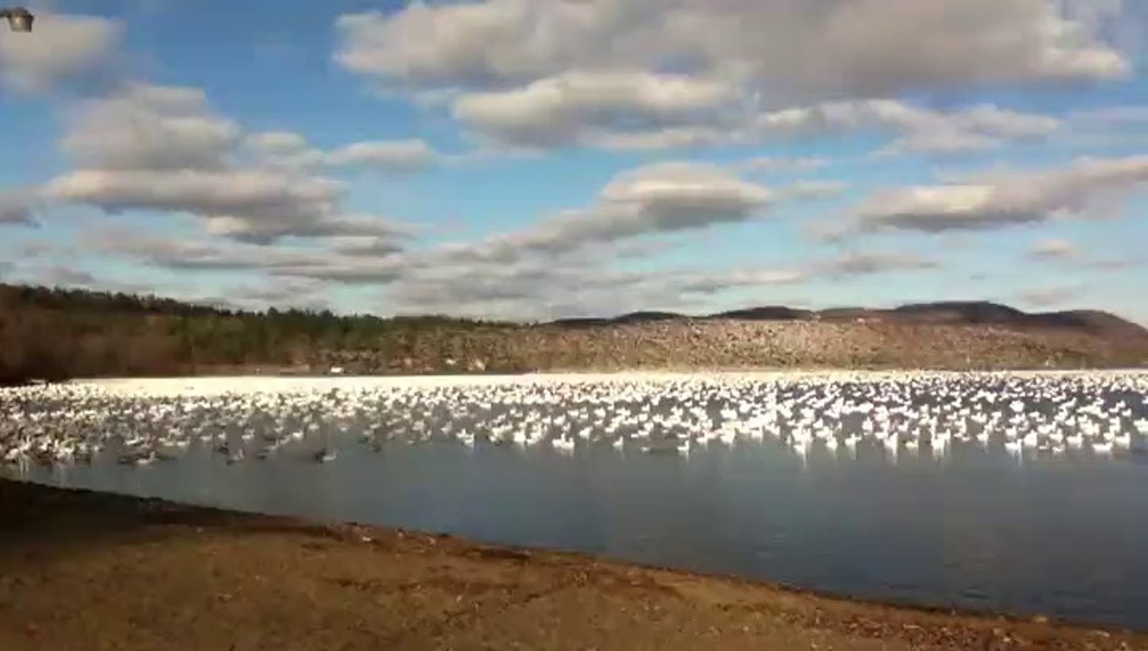 Décollage synchronisé de 100 000 oies! #Fascinant