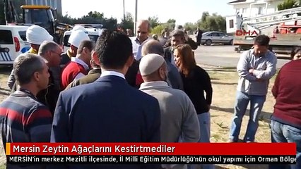 Mersin Zeytin Ağaçlarını Kestirtmediler
