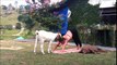 Cette vache adore faire du Yoga avec cette femme !