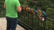 15 perroquets identiques attendent d'être nourris !