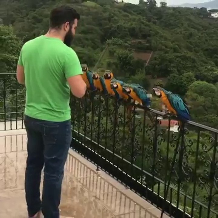 15 perroquets identiques attendent d'être nourris !