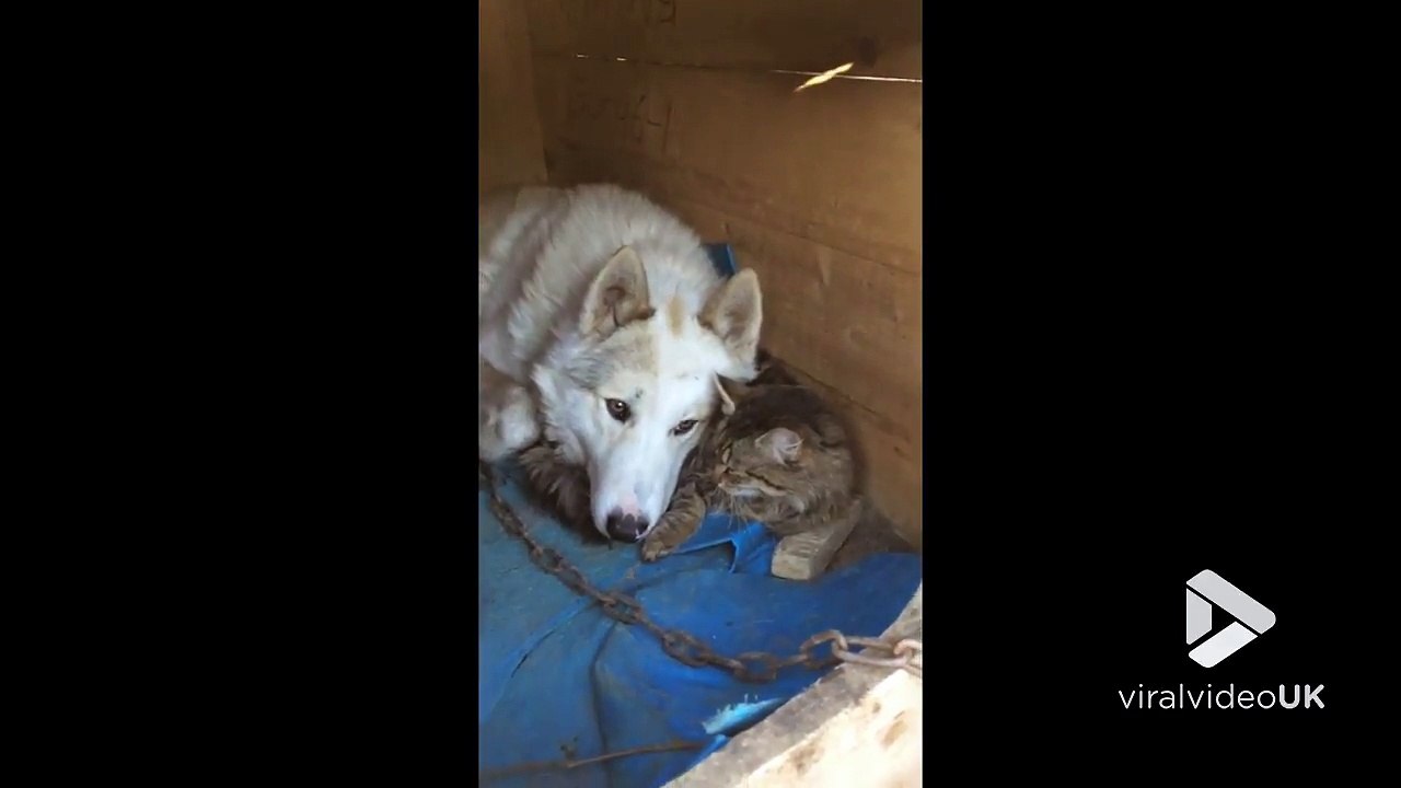 Possible ? Ce chien et chat sont meilleurs amis du monde !