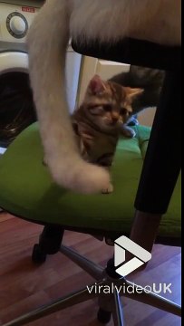 Trop mignon : ce chaton joue avec la queue de sa maman !