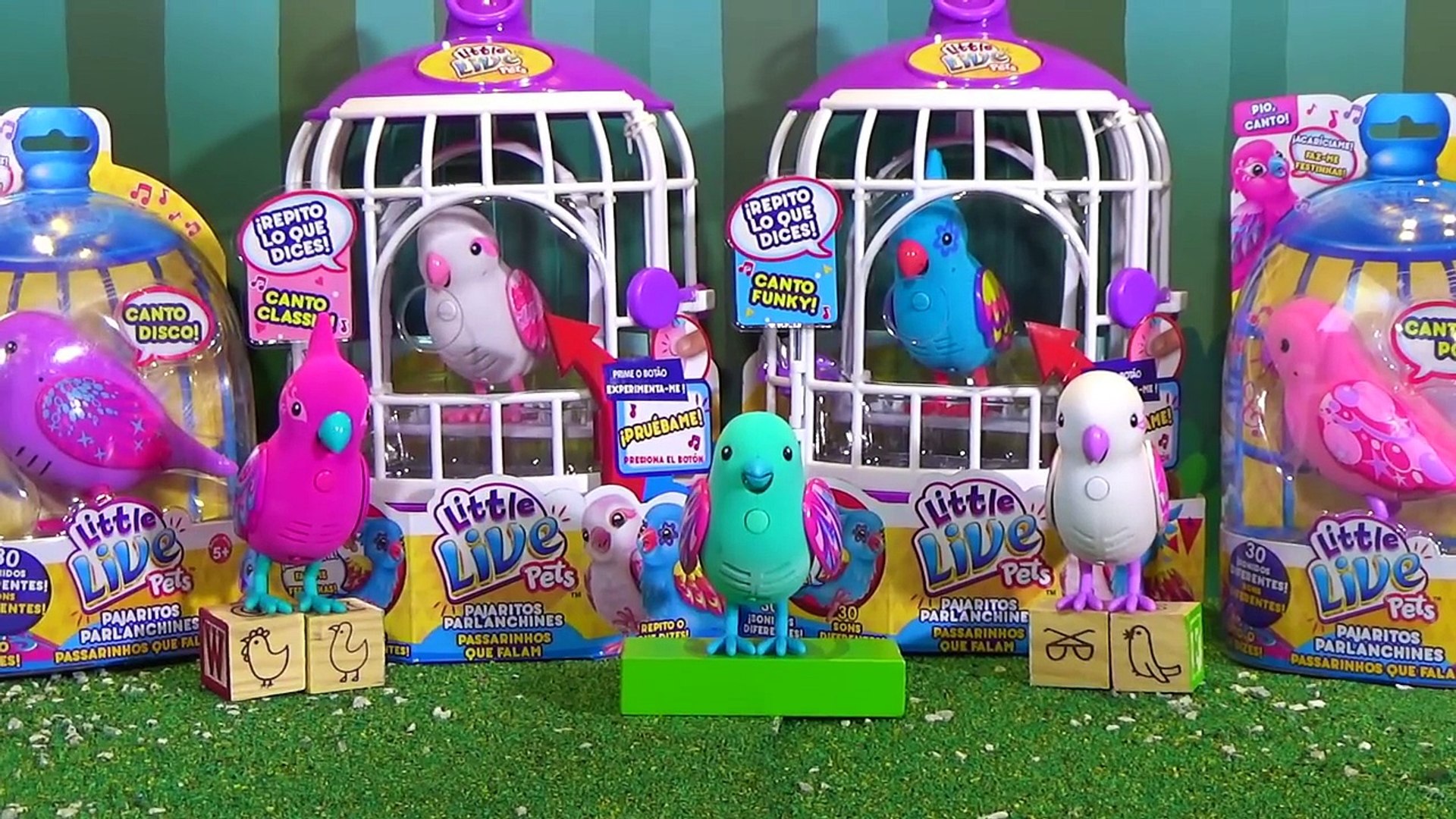 pajarito parlanchin precio