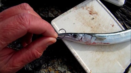 Shore Fishing - Float Fishing for Garfish - Tips and Tics