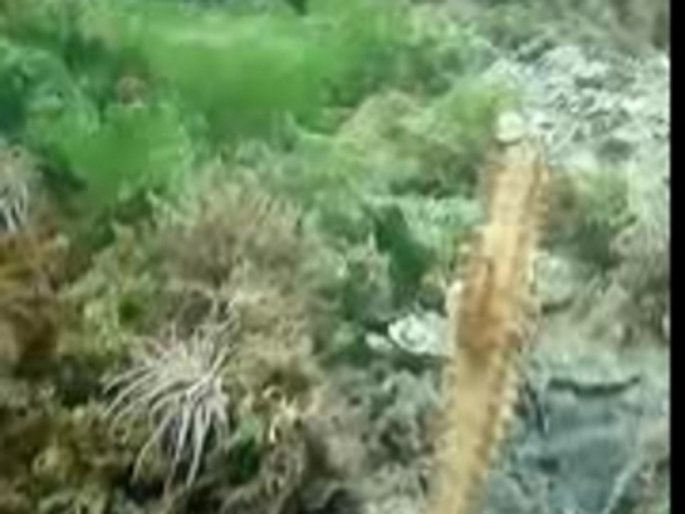 Plongée avec un Hippocampe Etang de Thau