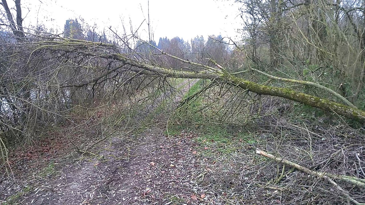 Biberschäden / Biberspuren am See