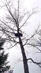 Un homme se fait chier dessus par un ours perché dans un arbre