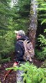 Un ours dans un arbre fait caca sur un chasseur