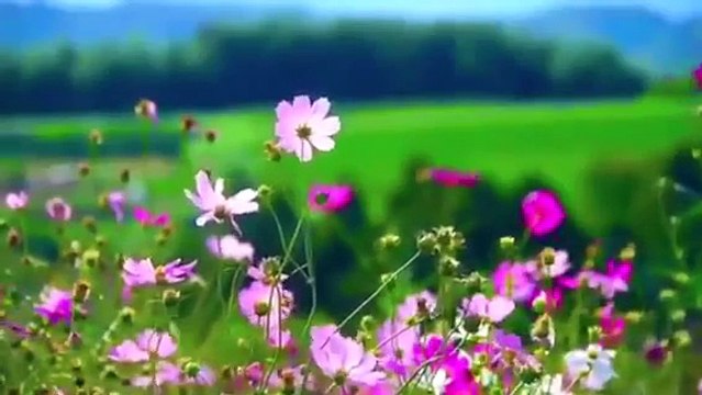 ياسر الدوسري - آيات عن عظمة الله ✨